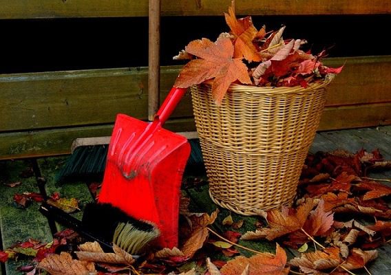 Autumn Cleanup Guide