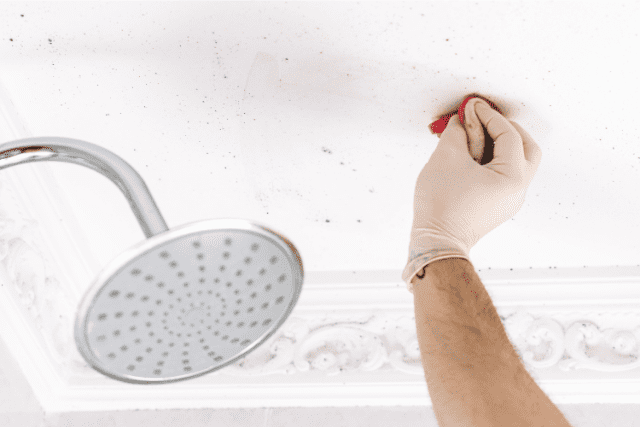 How To Get Rid of Mold
