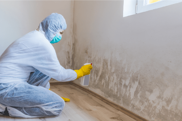 Read more about the article How To Get Rid of Mold