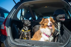 Read more about the article How To Prepare Your Pet For moving