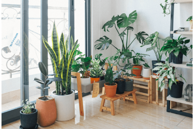 Read more about the article Best Indoor Plants For Fresh Air