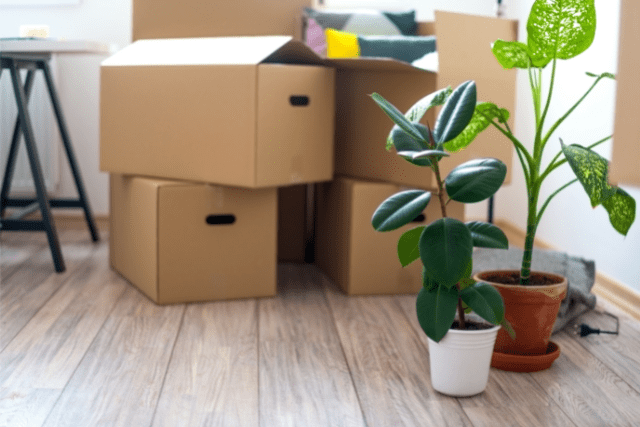 How To Move Plants To A New Home